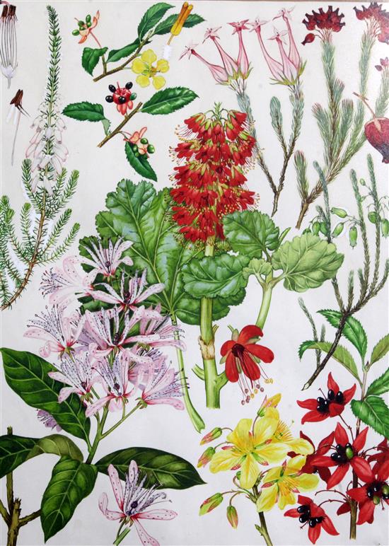 Barbara Mary Steyning Everard (1910-1990) four original designs for Wild Flowers of the World (plates 71, 77, 85 and 88) 17 x 13in.